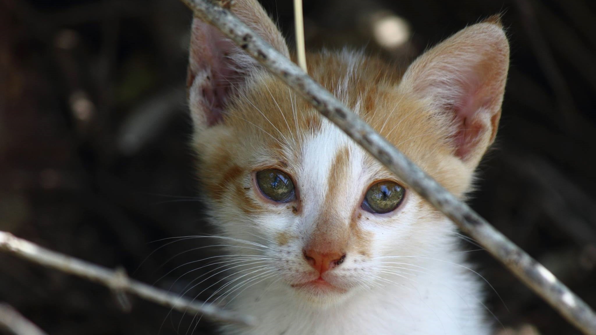 2-in-1 Maxi Skirt Palazzo Pants Burnt Orange
